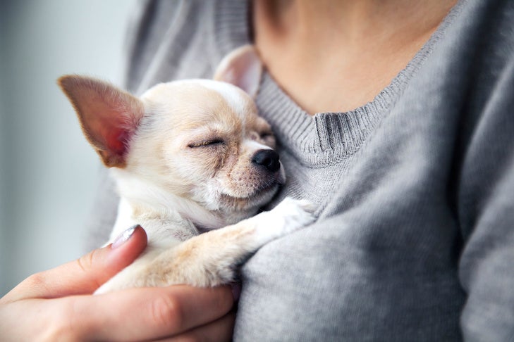Dlaczego głaskanie śpiącego psa nie zawsze jest dobrym pomysłem
