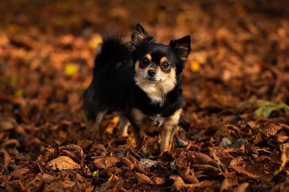 Przewodnik po rasach psów chihuahua: Informacje, zdjęcia, pielęgnacja i więcej!