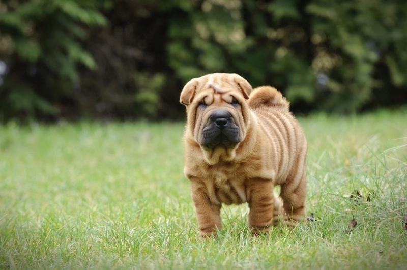 2. Golden Pei (Golden Retriever x Shar Pei)