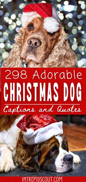 45 świątecznych przekleństw dla psów z okazji świąt!