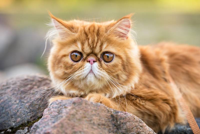 15 ras kotów z dużymi oczami (ze zdjęciami)