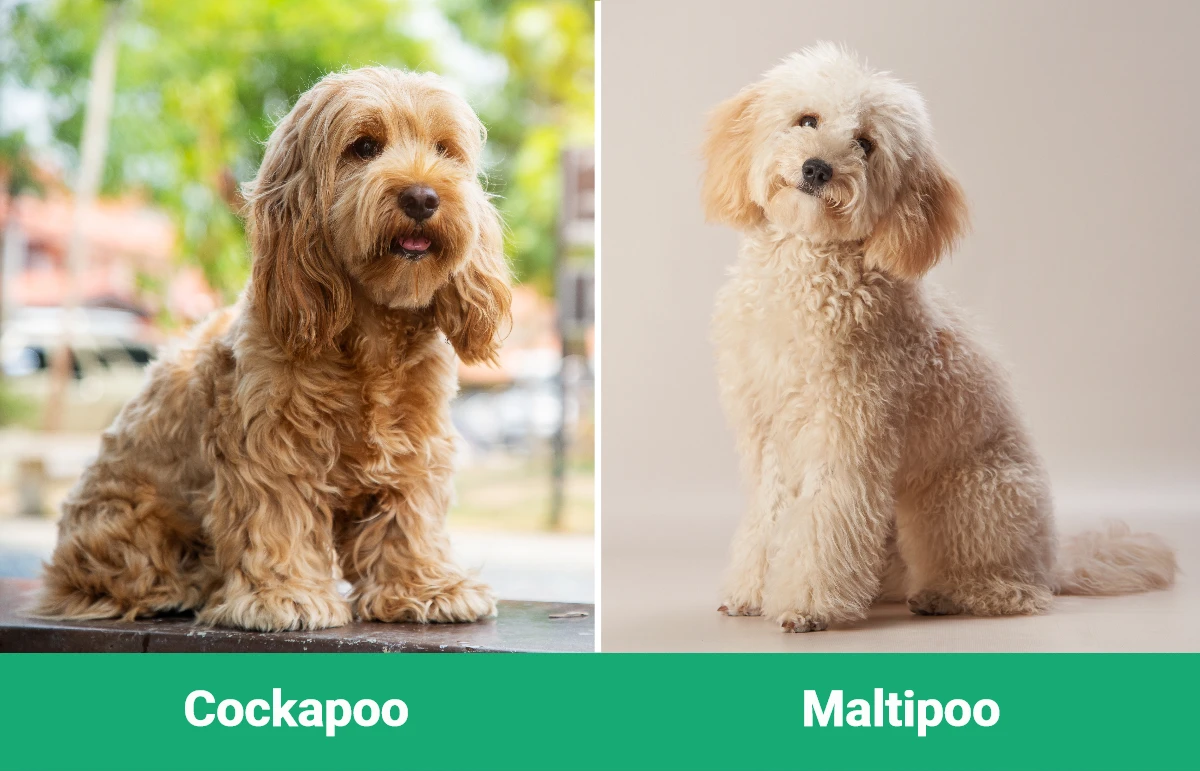 Cocker Spaniel vs Cockapoo: Wizualne różnice i przegląd