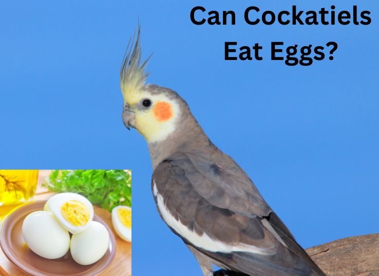Jaki inny pokarm mogą jeść kakadu?
