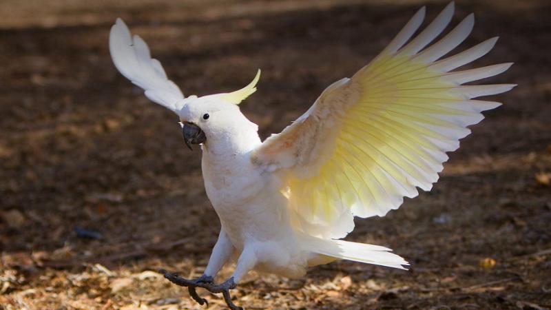 6. Kakadu galah