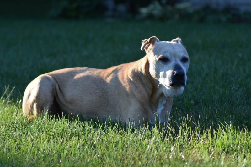 10 rodzajów linii Pitbulla (ze zdjęciami)