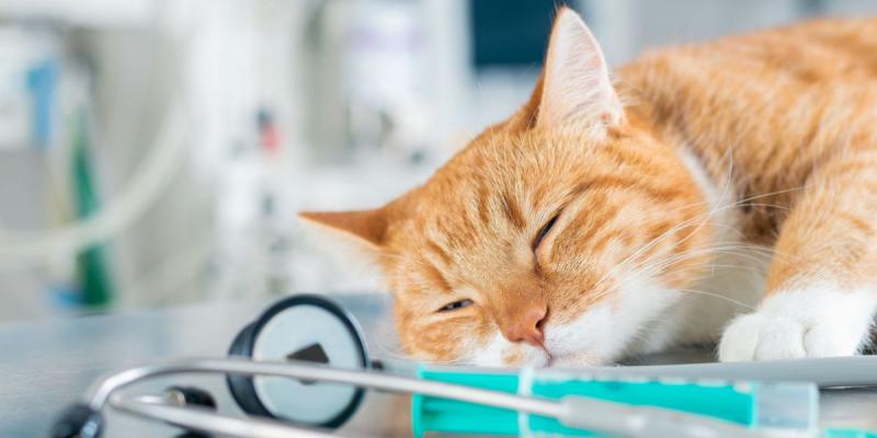 Czy koty mogą doznać wstrząsu mózgu? Bezpieczeństwo potwierdzone przez weterynarza