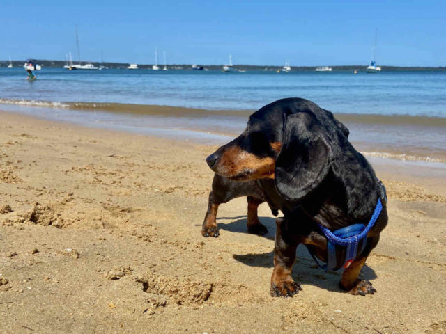 10 najlepszych plaż przyjaznych psom w Brisbane 2024: Opcje poza i na smyczy