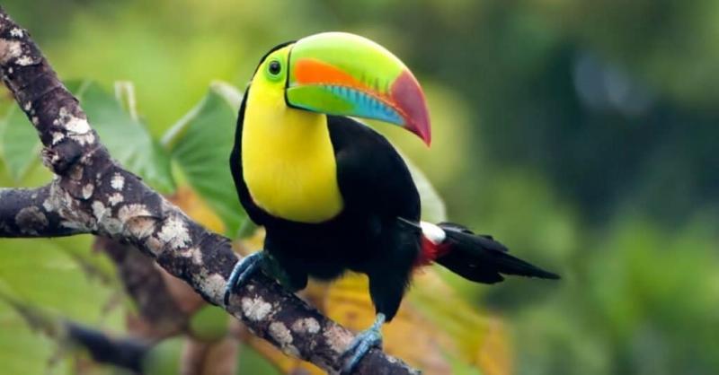 Czy papugi i tukany są spokrewnione? Znaczące różnice i podobieństwa (ze zdjęciami)