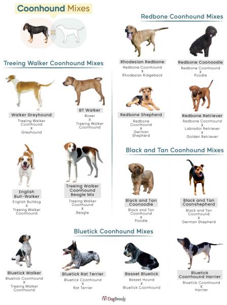 5. Redbone Coonhound