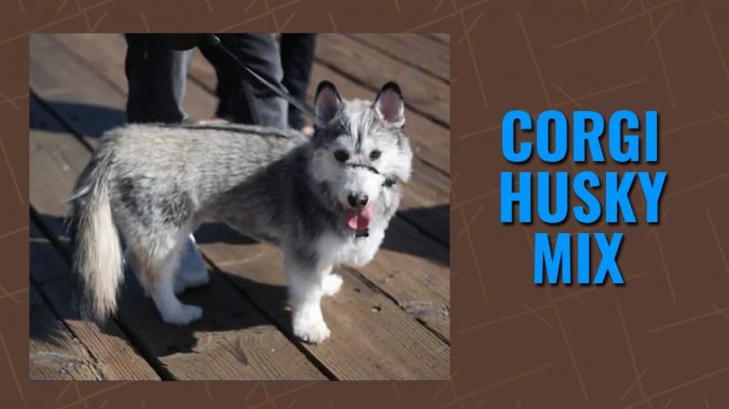 Horgi (Siberian Husky & Corgi Mix): Zdjęcia, przewodnik, informacje, pielęgnacja i więcej!