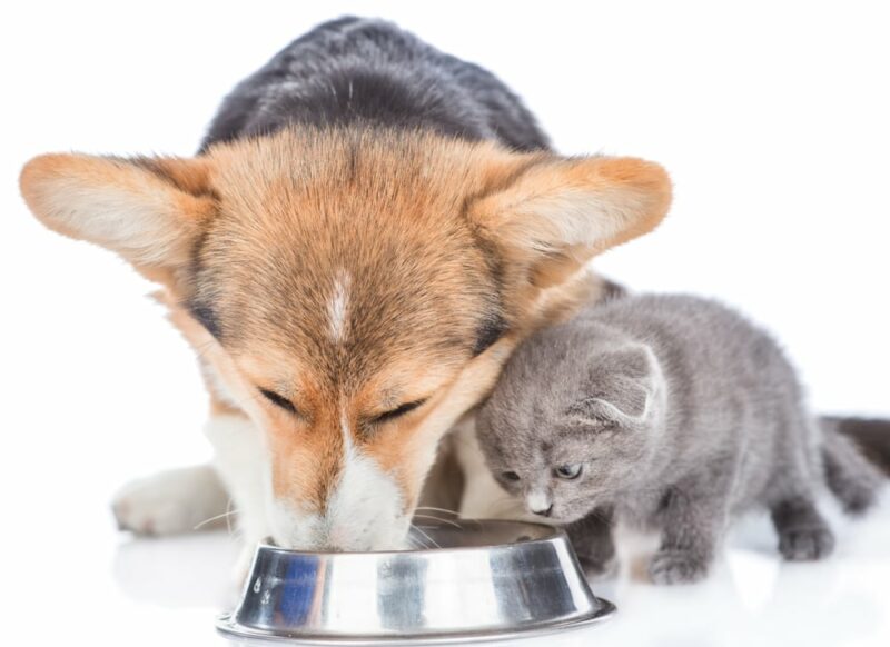 Czy koty i psy mogą dzielić miski z wodą? Fakty zatwierdzone przez weterynarza i często zadawane pytania
