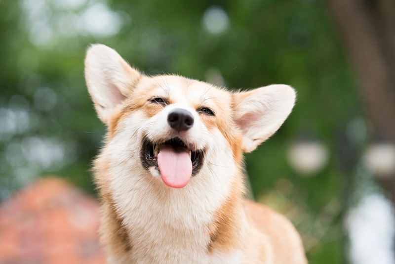 Czy psy potrafią rozpoznać, kiedy ludzie się śmieją?