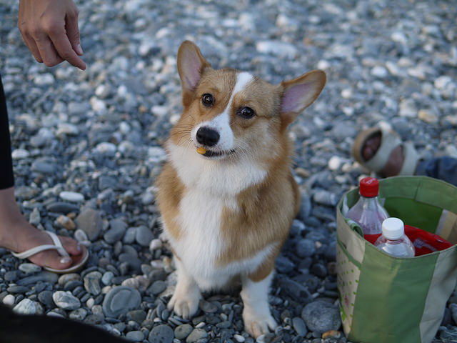 Zagrożenia zdrowotne związane ze skokami dla psów rasy corgis