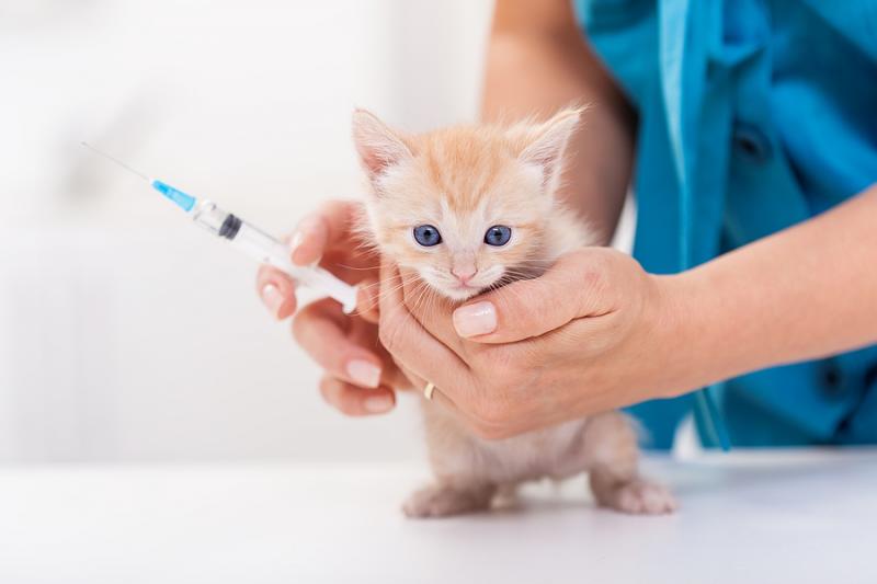 Jak często należy szczepić kota lub kocię?
