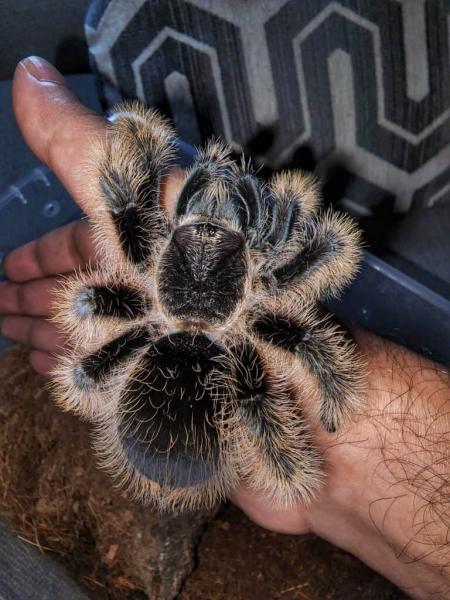 10 niezbędnych artykułów dla tarantuli na początek: Aktualizacja 2024