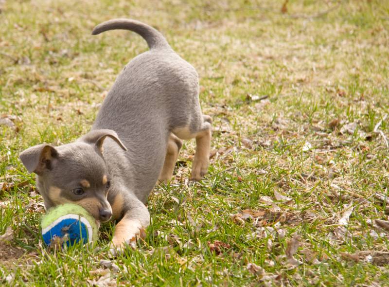 14 ras niebieskich psów: Zdjęcia, fakty i historia