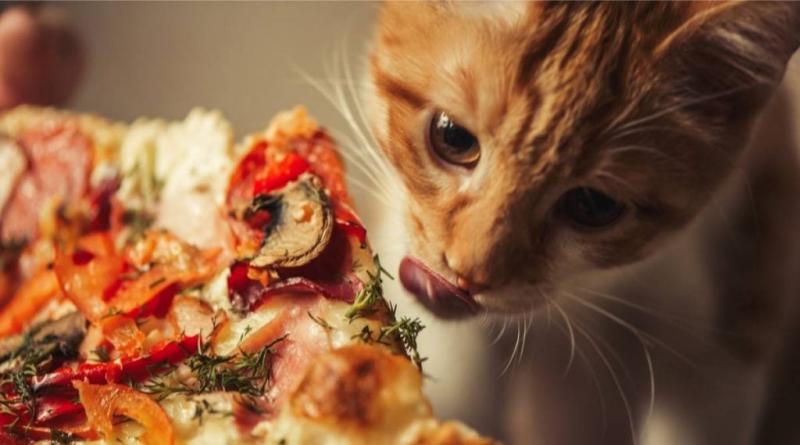 Jakie składniki pizzy są szkodliwe dla kota?