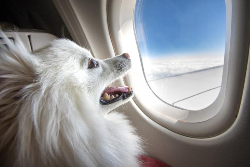 Czy mogę wnieść karmę dla psa na pokład samolotu?