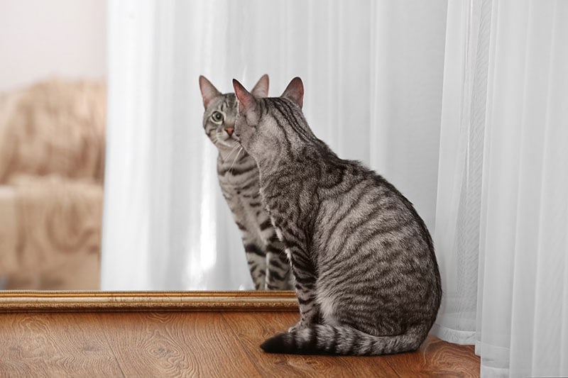 7 powodów, dla których kot drapie lustro