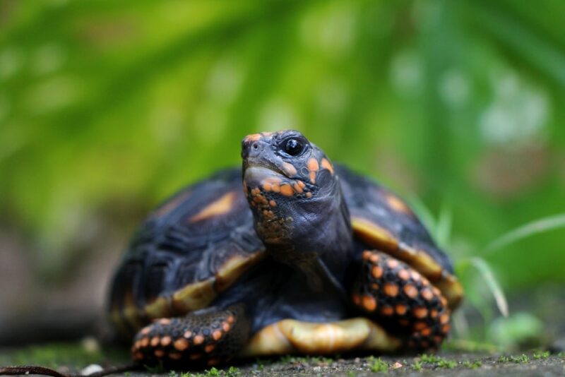 10 najlepszych podłoży dla żółwi czerwonolicych