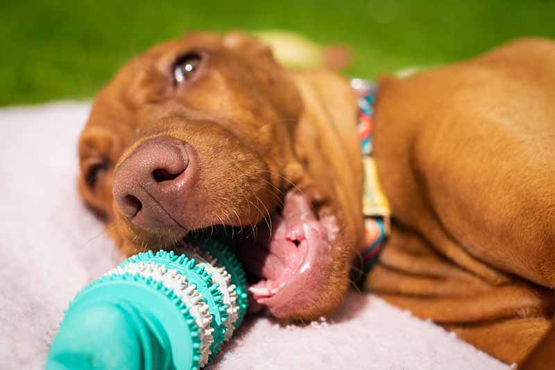 8 porad ekspertów dotyczących szkolenia psów rasy Vizsla