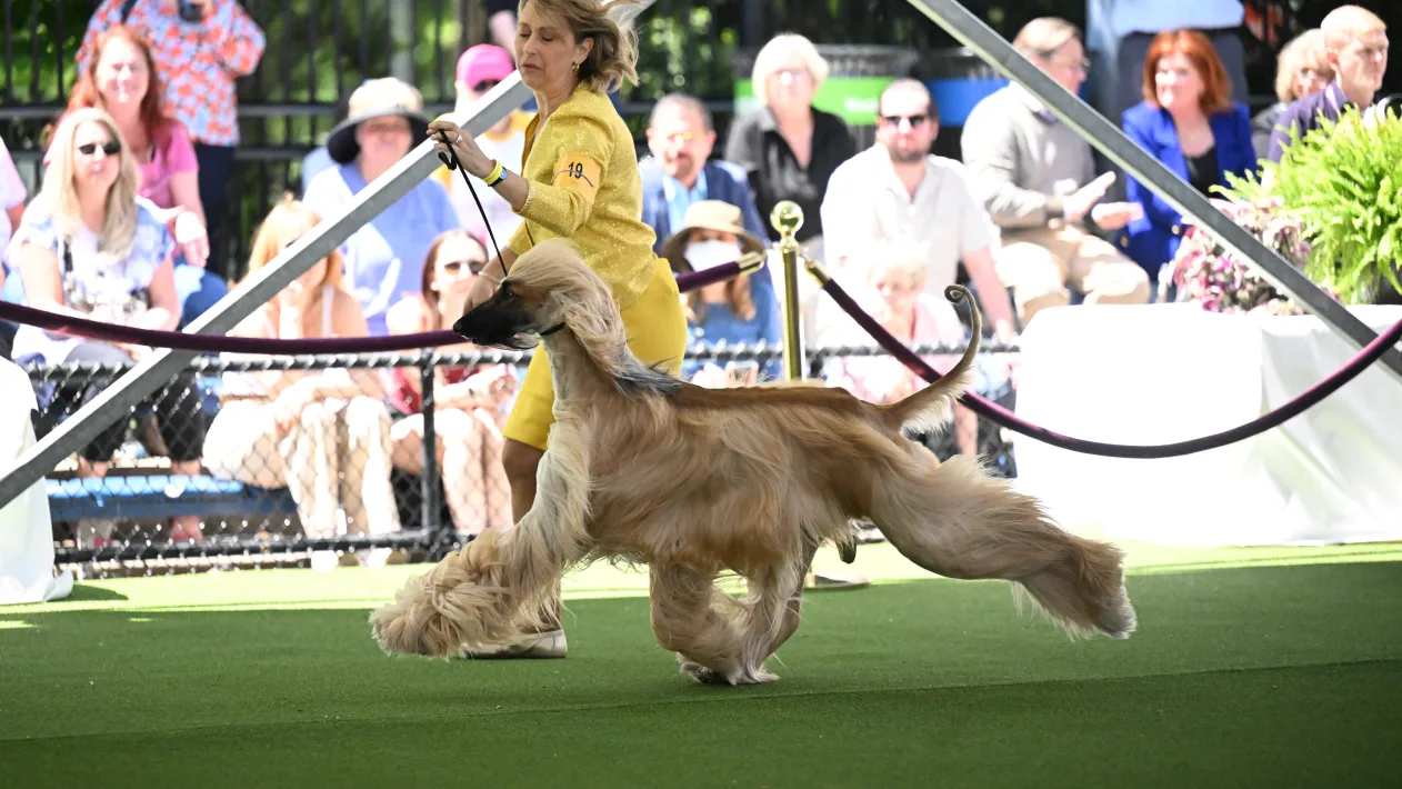 Westminster Kennel Club Dog Show: Informacje, harmonogram i więcej (aktualizacja z 2024 r.)