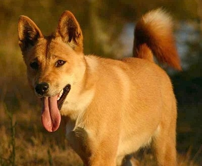 Relacja dingo/pies