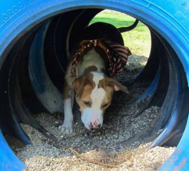 9 planów torów agility dla psów do samodzielnego wykonania (ze zdjęciami)