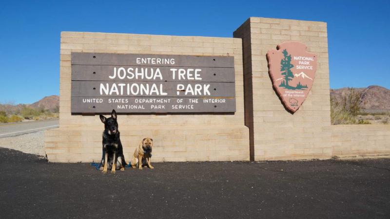 Bezpieczeństwo psa podczas wizyty w Parku Narodowym Joshua Tree