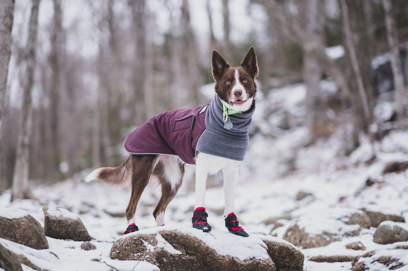 Czy psy powinny nosić buty w zimne dni? Czy to dobry pomysł?