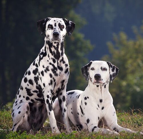 Czy dalmatyńczyki są dobrymi psami stróżującymi? Interesujące fakty na temat rasy