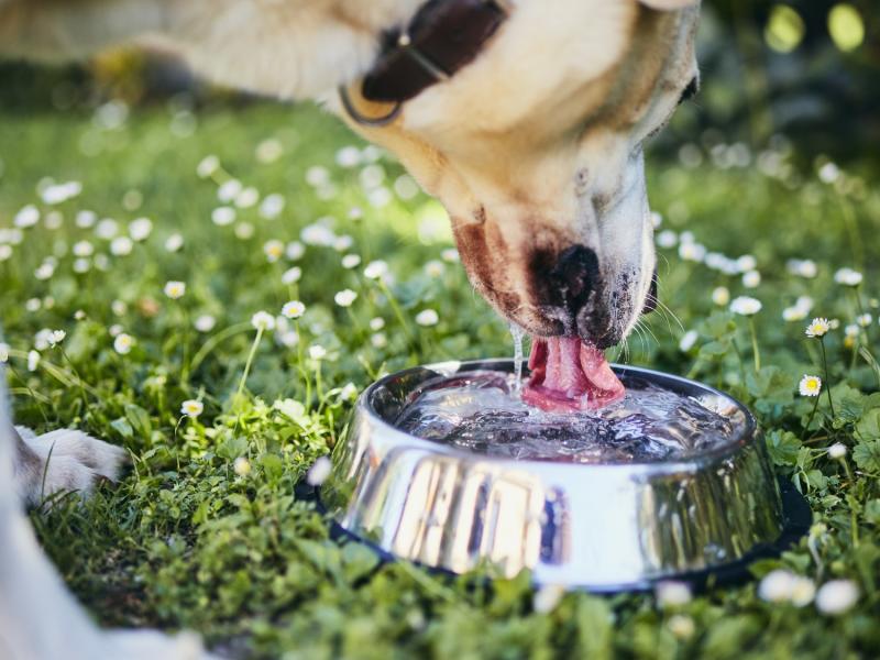 Mój pies nie je, ale pije wodę: Co robić (opinia weterynarza)