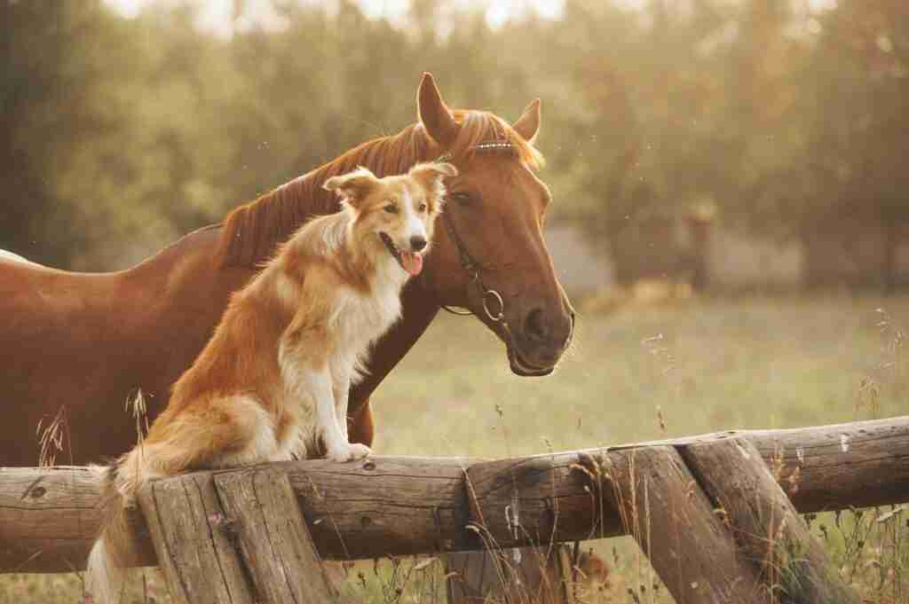 Czy konie są mądrzejsze od psów? Inteligencja zwierząt wyjaśniona
