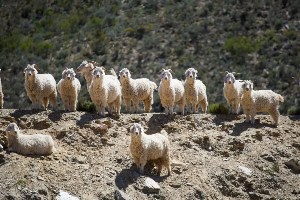 Utrzymanie kozy angorskiej w zdrowiu
