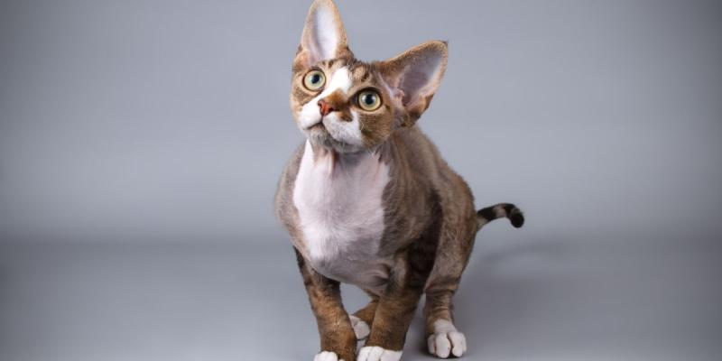Devon Rex: Informacje o rasie kotów, zdjęcia, temperament i cechy