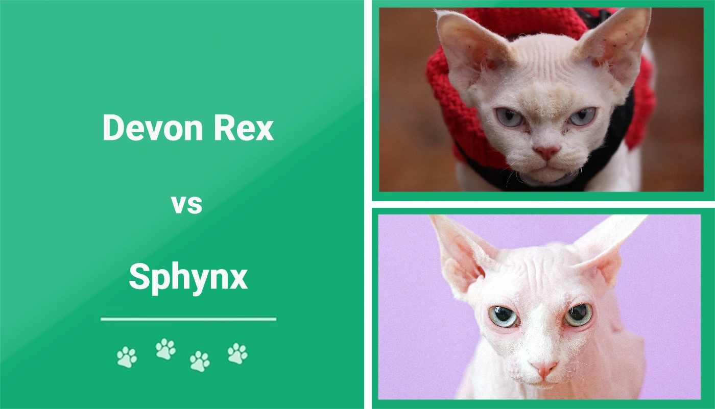 Devon Rex vs Sfinks: Kluczowe różnice (ze zdjęciami)