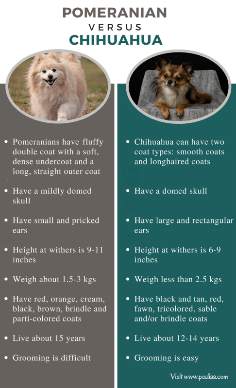 Pomeranian vs Chihuahua: Znaczące różnice i podobieństwa