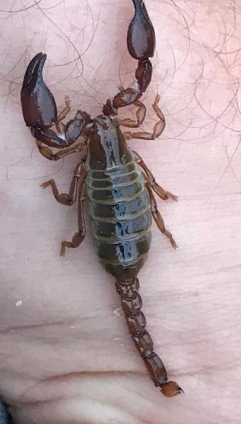 4. Arizona Giant Hairy Scorpion