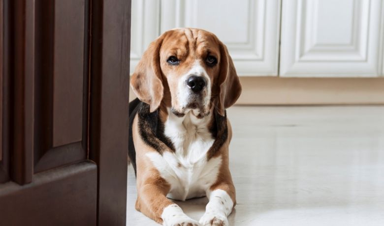 Czy mój Beagle ma lęk separacyjny? 4 oznaki i jak im pomóc