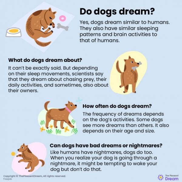 Jak śnią psy?
