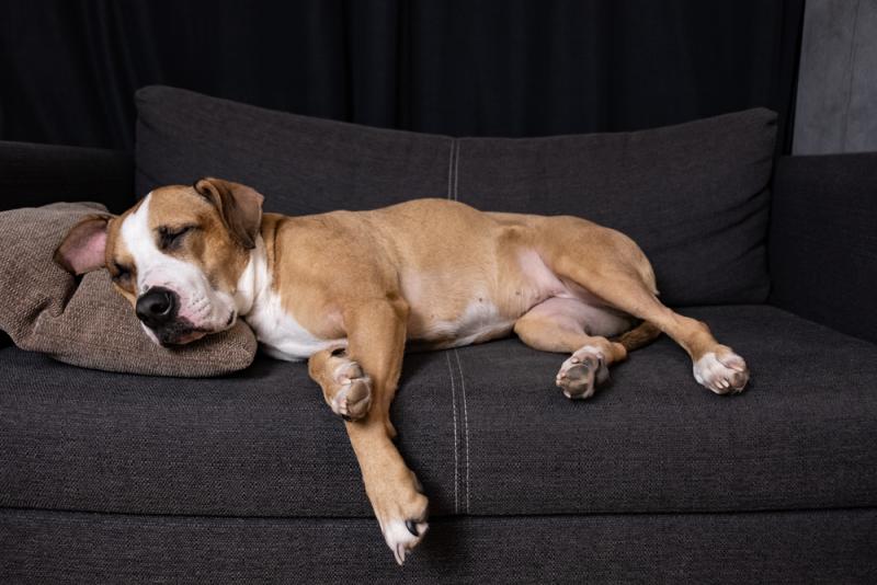 Dlaczego niektóre psy nienawidzą spać w ciemności?