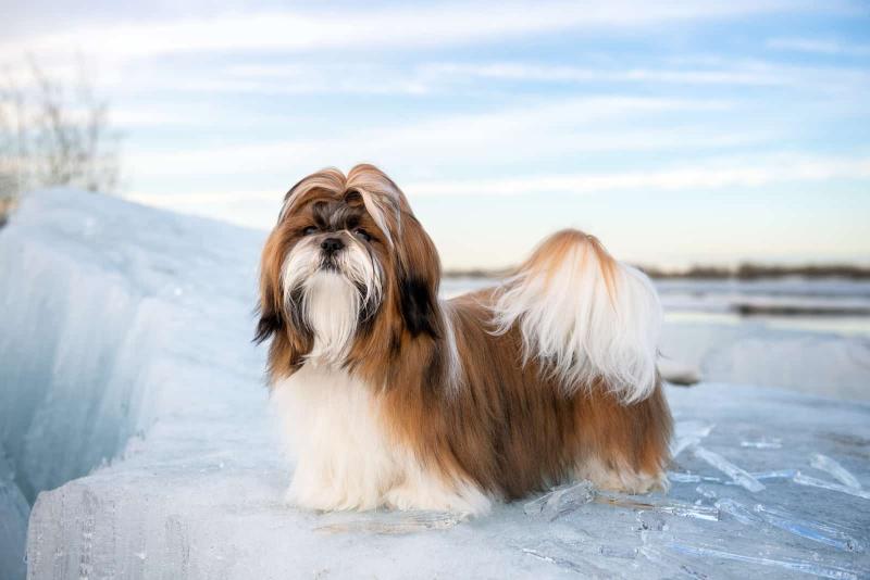 Zarządzanie linieniem u shih tzu