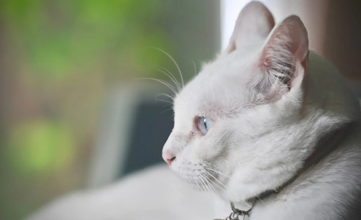 Czy biały kolor wpływa na koty w inny sposób?