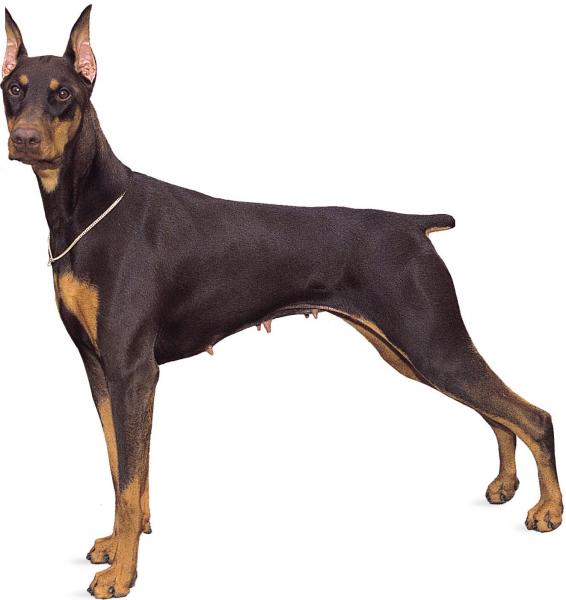 Doberman dzisiaj