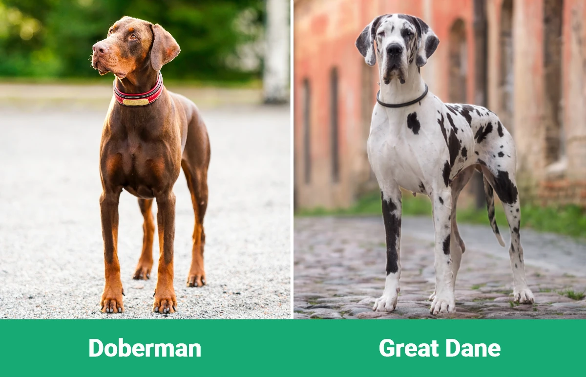 Doberman vs dog niemiecki: kluczowe różnice (ze zdjęciami)