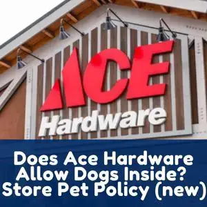 1. Sprawdź politykę sklepu dotyczącą zwierząt domowych