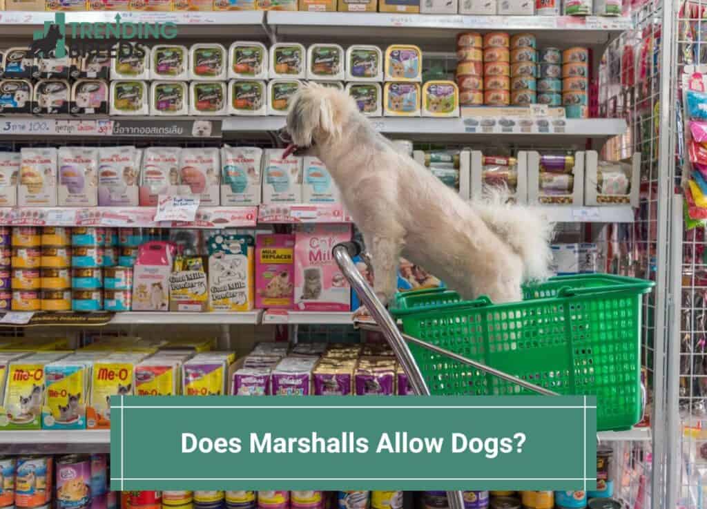 Dlaczego psy nie mogą wchodzić do sklepów Marshalls?