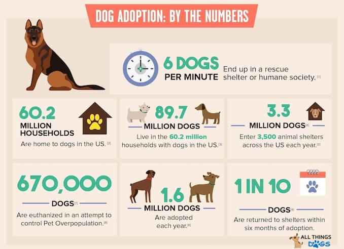 3. Średnio tylko 1 na 10 urodzonych psów znajduje dom na zawsze.
