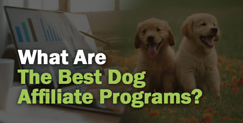 29 najlepszych programów partnerskich do szkolenia psów: Recenzje i najlepsze propozycje 2024