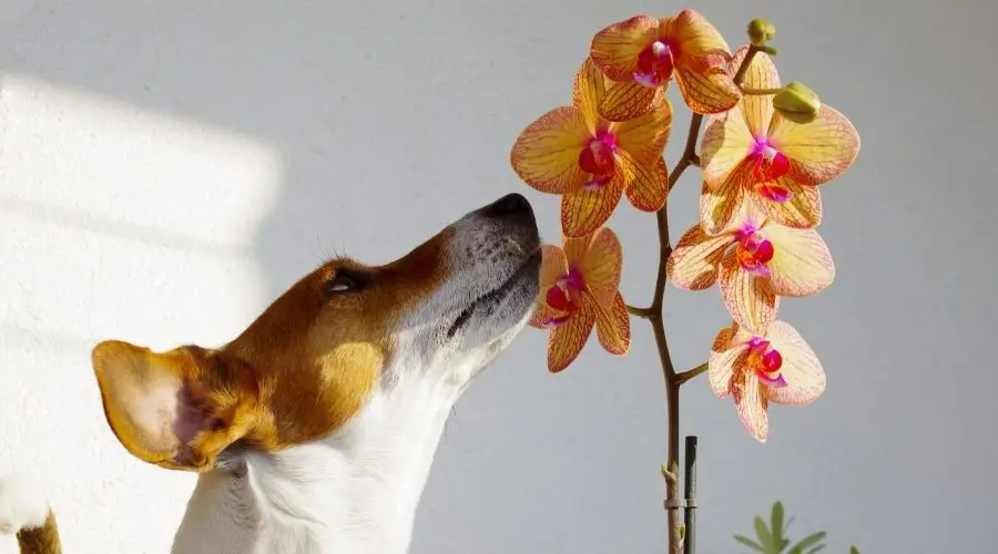 Czy róże są bezpieczne dla psów?